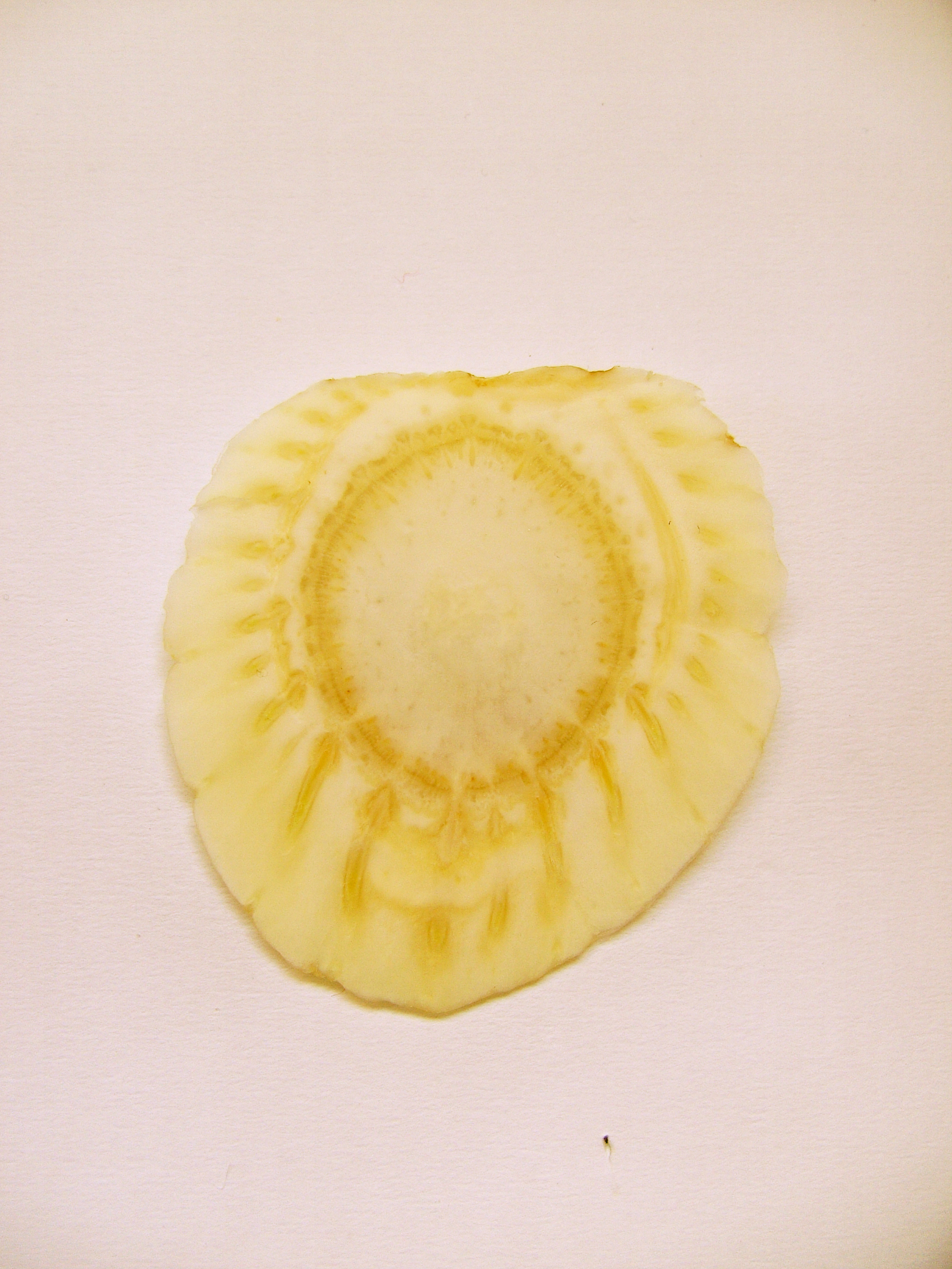 vegetable7